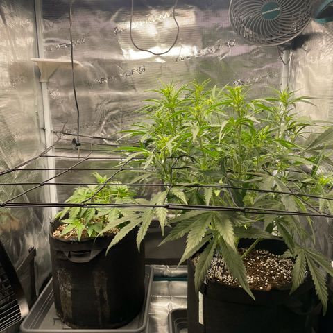 GMO Auto growlog timeline photo