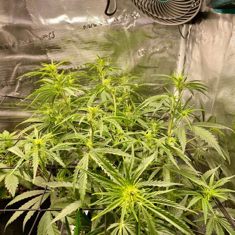GMO Auto growlog timeline photo