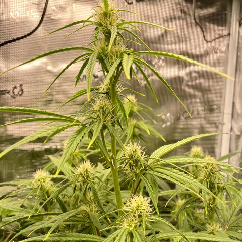 GMO Auto growlog timeline photo