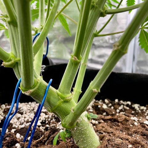 GMO Auto growlog timeline photo