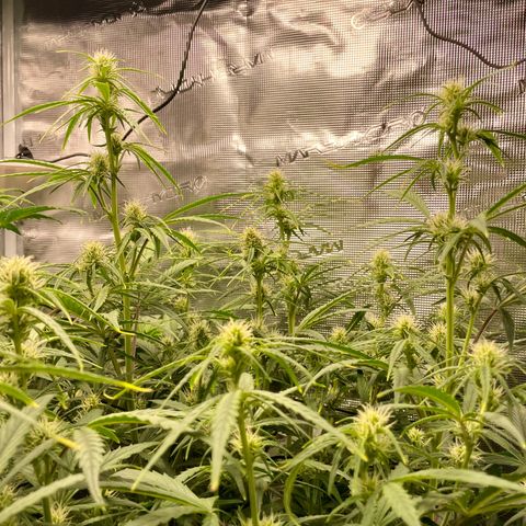 GMO Auto growlog timeline photo