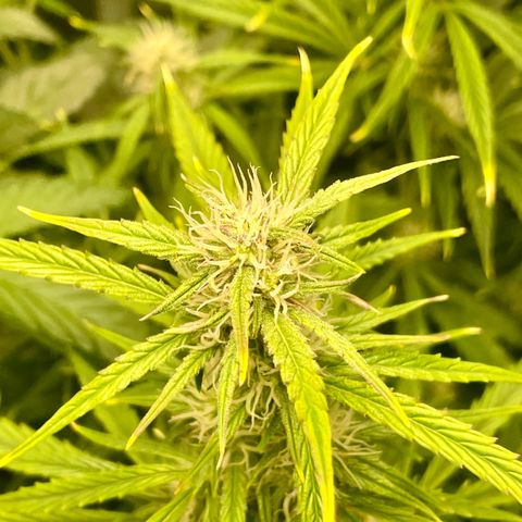 GMO Auto growlog timeline photo