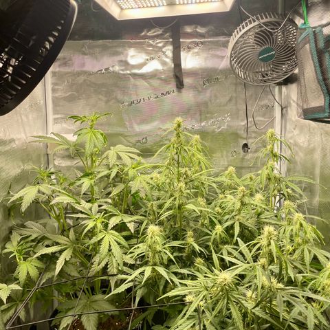 Humboldt Dream growlog timeline photo