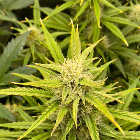 GMO Auto growlog timeline photo