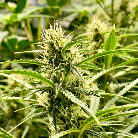 GMO Auto growlog timeline photo