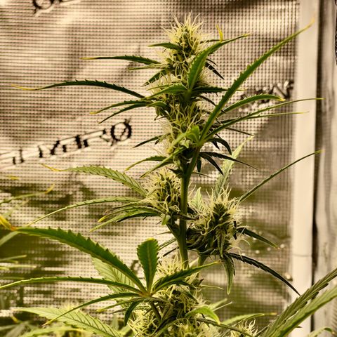 GMO Auto growlog timeline photo