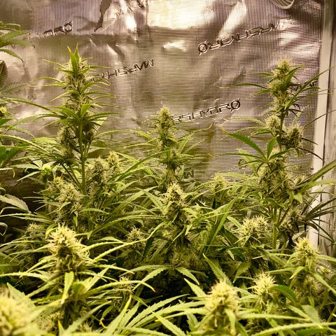 GMO Auto growlog timeline photo