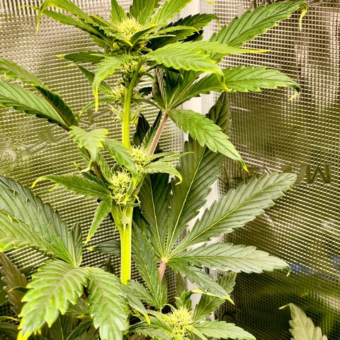 Humboldt Dream growlog timeline photo