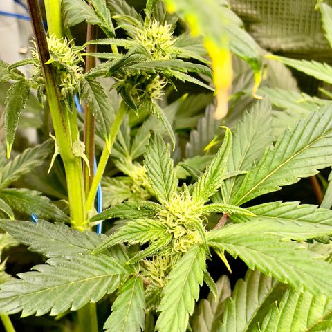 Humboldt Dream growlog timeline photo
