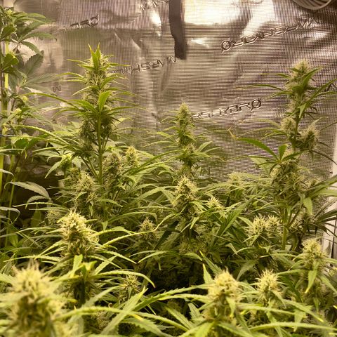 GMO Auto growlog timeline photo