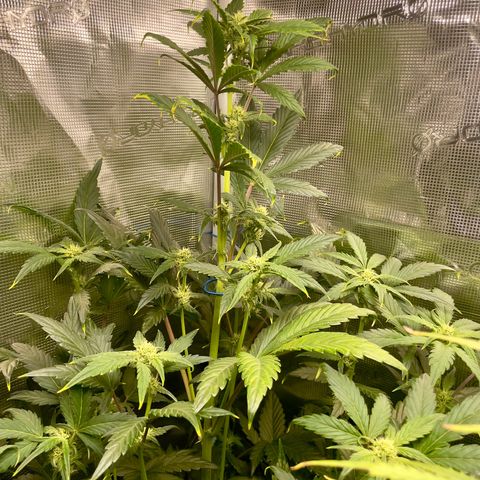 Humboldt Dream growlog timeline photo