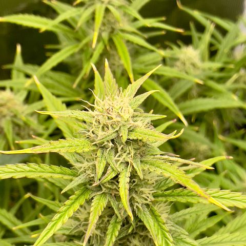 GMO Auto growlog timeline photo