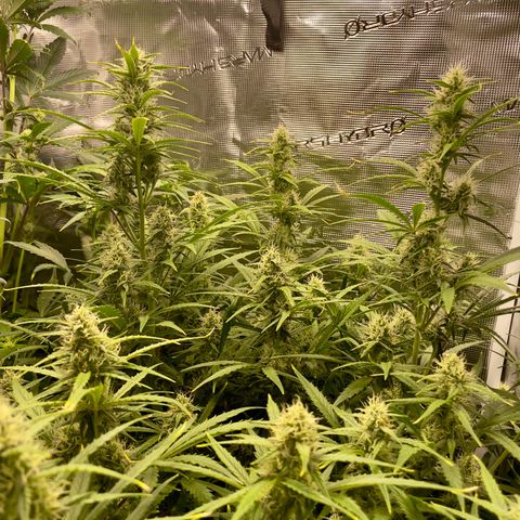GMO Auto growlog timeline photo