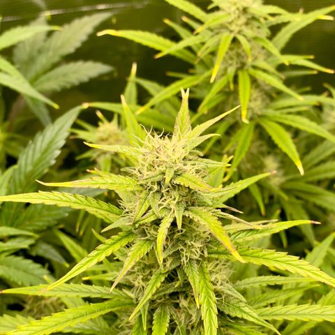 GMO Auto growlog timeline photo