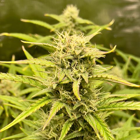 GMO Auto growlog timeline photo