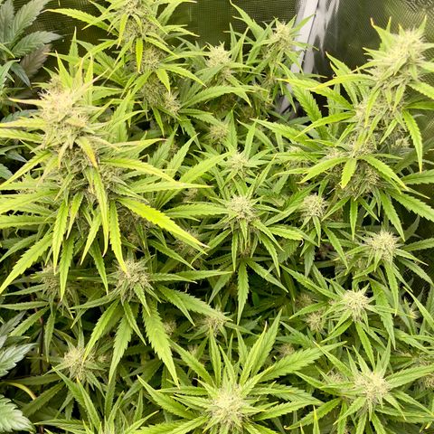 GMO Auto growlog timeline photo