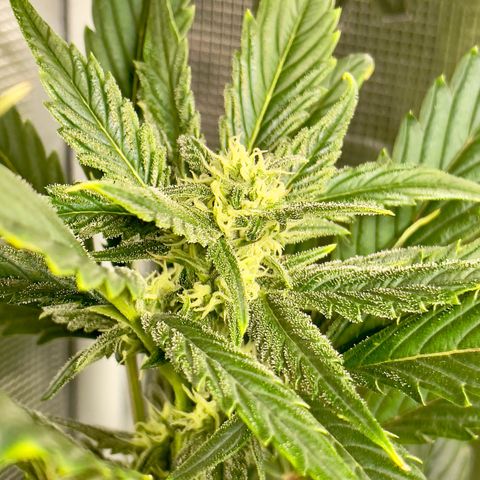 Humboldt Dream growlog timeline photo