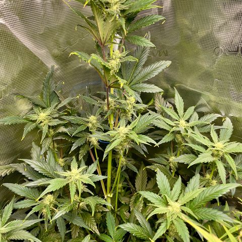 Humboldt Dream growlog timeline photo