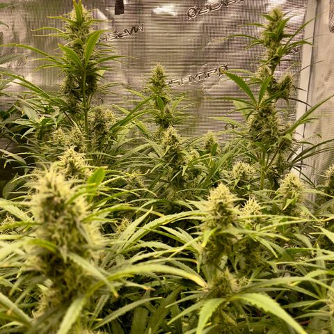 GMO Auto growlog timeline photo