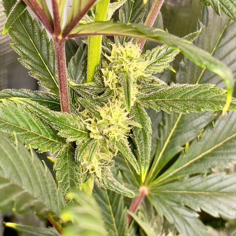 Humboldt Dream growlog timeline photo