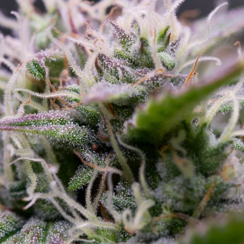 GMO Auto growlog timeline photo