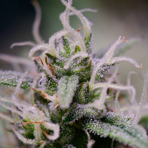 GMO Auto growlog timeline photo