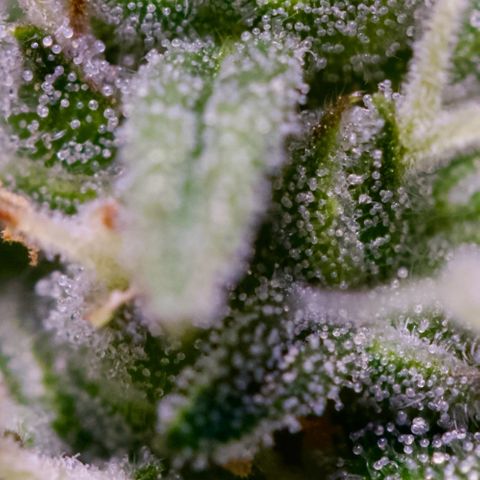 GMO Auto growlog timeline photo