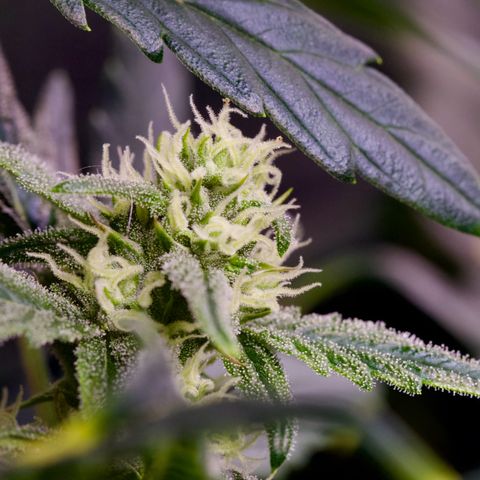 Humboldt Dream growlog timeline photo