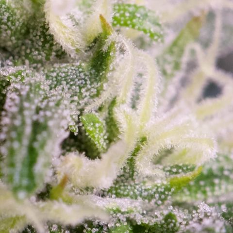 Humboldt Dream growlog timeline photo