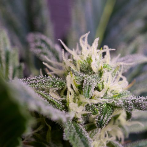 Humboldt Dream growlog timeline photo