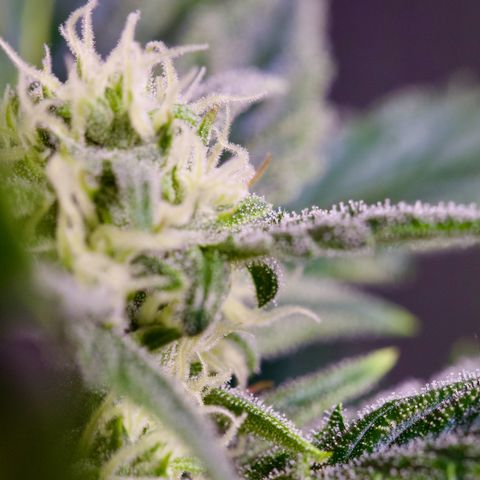 Humboldt Dream growlog timeline photo