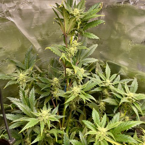 Humboldt Dream growlog timeline photo