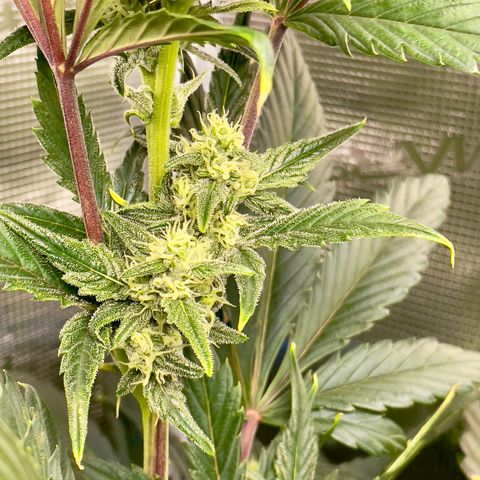Humboldt Dream growlog timeline photo