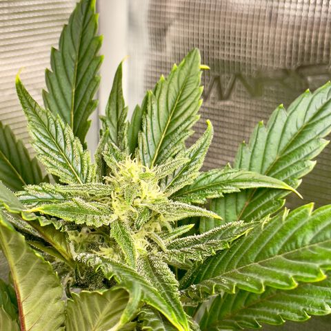 Humboldt Dream growlog timeline photo