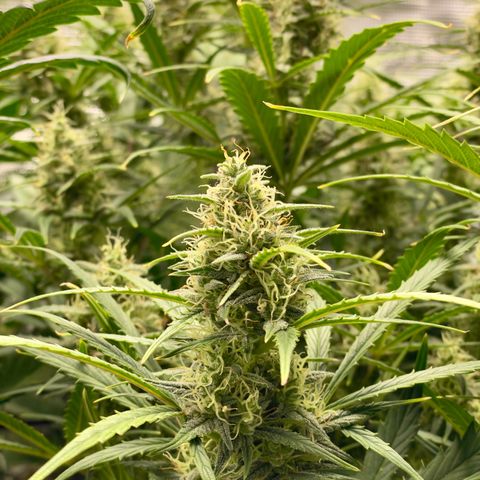 GMO Auto growlog timeline photo