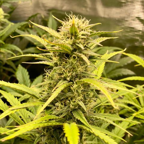 GMO Auto growlog timeline photo