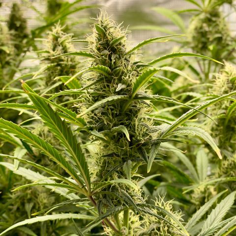 GMO Auto growlog timeline photo