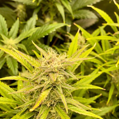 GMO Auto growlog timeline photo