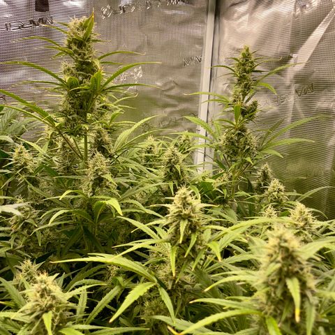 GMO Auto growlog timeline photo