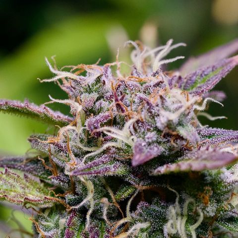 GMO Auto growlog timeline photo