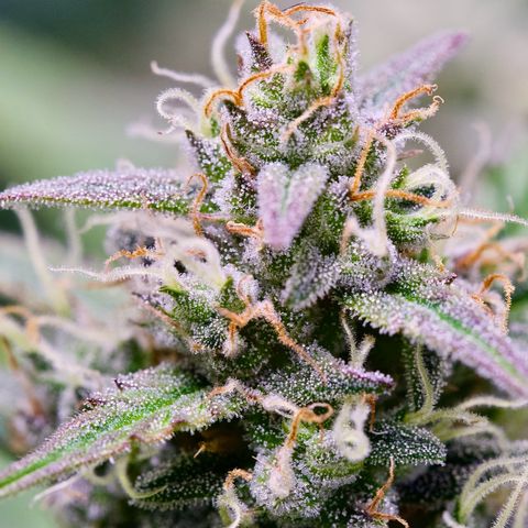 GMO Auto growlog timeline photo