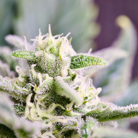 Humboldt Dream growlog timeline photo