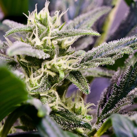 Humboldt Dream growlog timeline photo