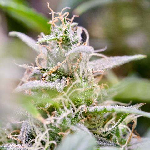 GMO Auto growlog timeline photo