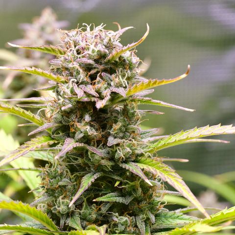 GMO Auto growlog timeline photo