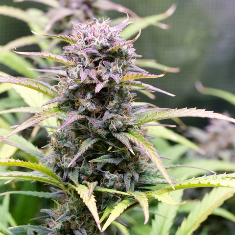 GMO Auto growlog timeline photo