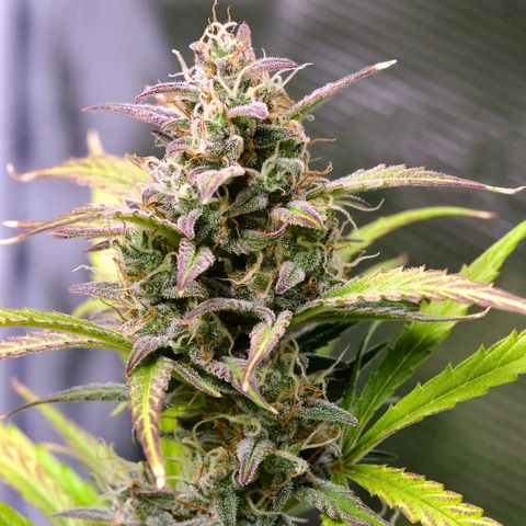 GMO Auto growlog timeline photo