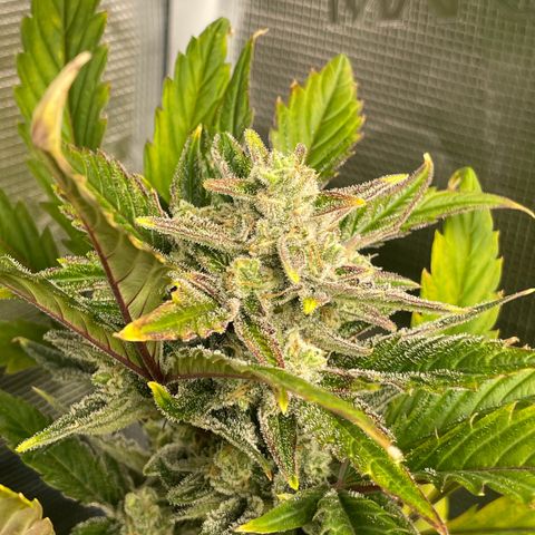 Humboldt Dream growlog timeline photo