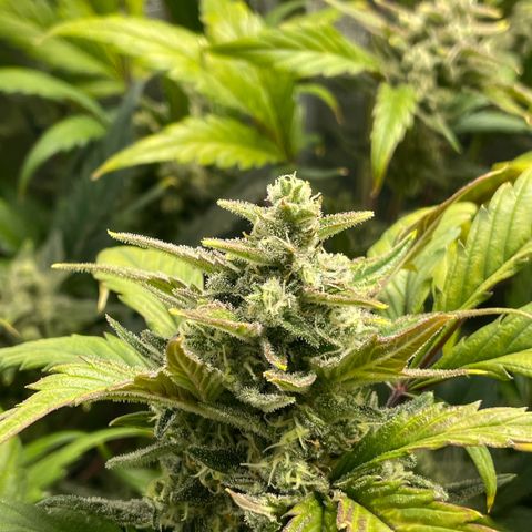 Humboldt Dream growlog timeline photo