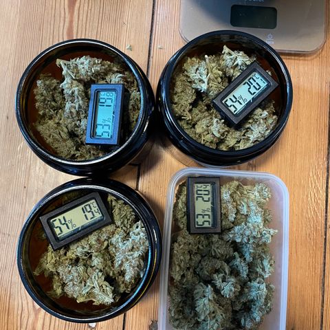 GMO Auto growlog timeline photo